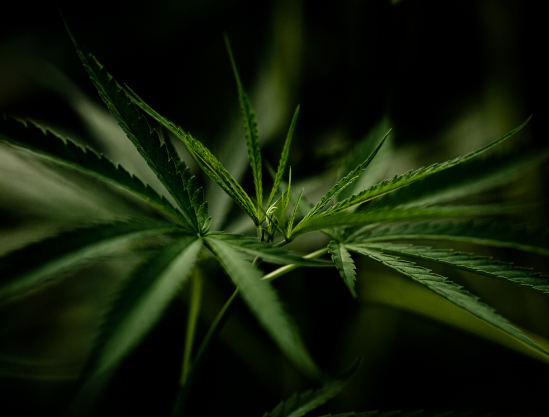 Natural Product Research